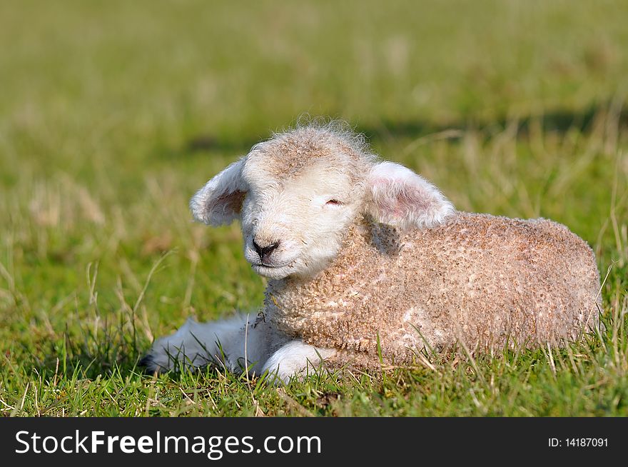 Young lambs are symbol of spring and summer. Young lambs are symbol of spring and summer