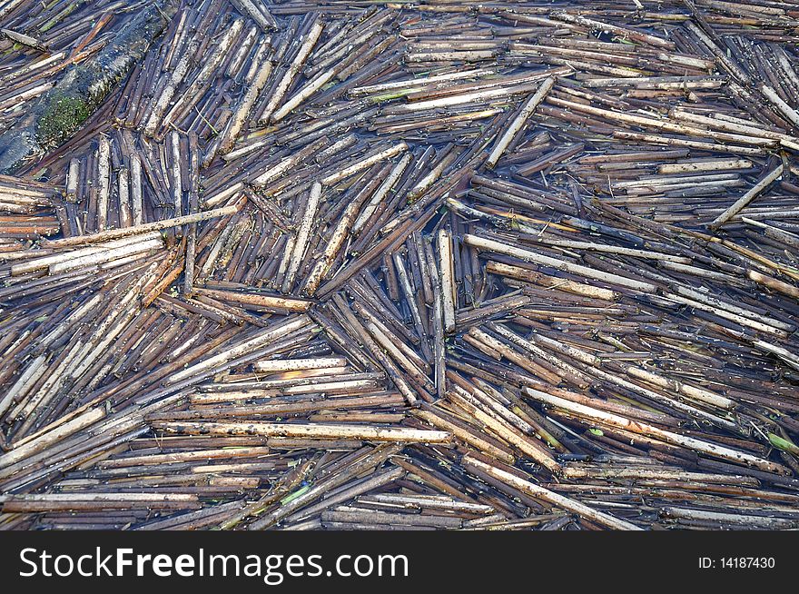 Reed on the bank of the russian river Volga