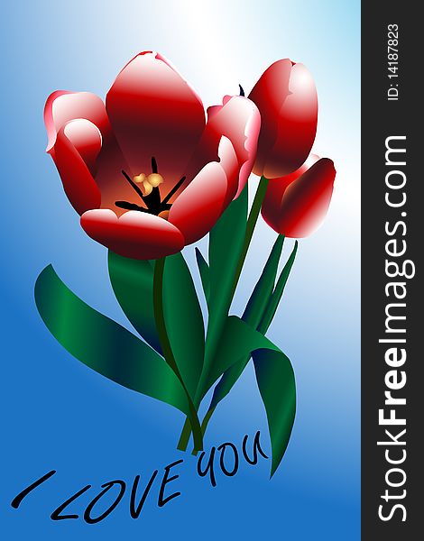 Beautifull red tulips isolated on a blue background