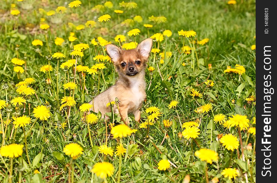 Charming puppy of the Chihuahua rests on field with dandelion. Charming puppy of the Chihuahua rests on field with dandelion