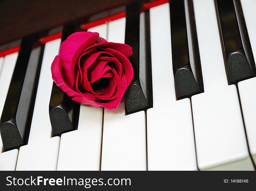Closeup of rose on piano keyboard