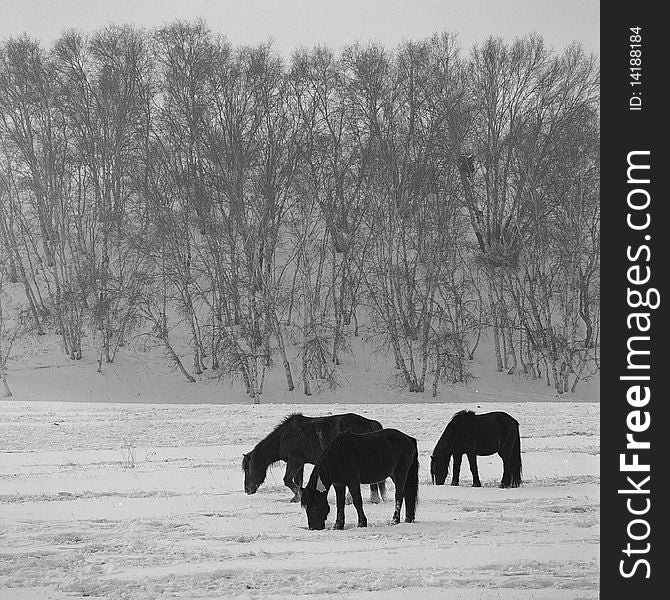 Some horses is feeding on glassland in snow,shooting in bashang of Hebei CHINA.