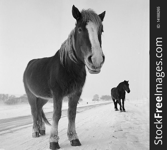 Some horses is feeding on glassland in snow,shooting in bashang of Hebei CHINA.