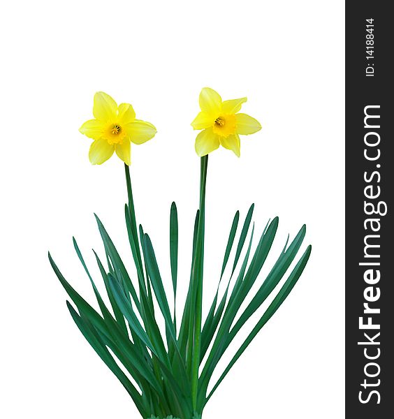 Two Narcissuses