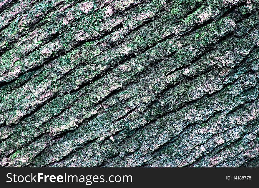 Close up of a tree in spring. Close up of a tree in spring