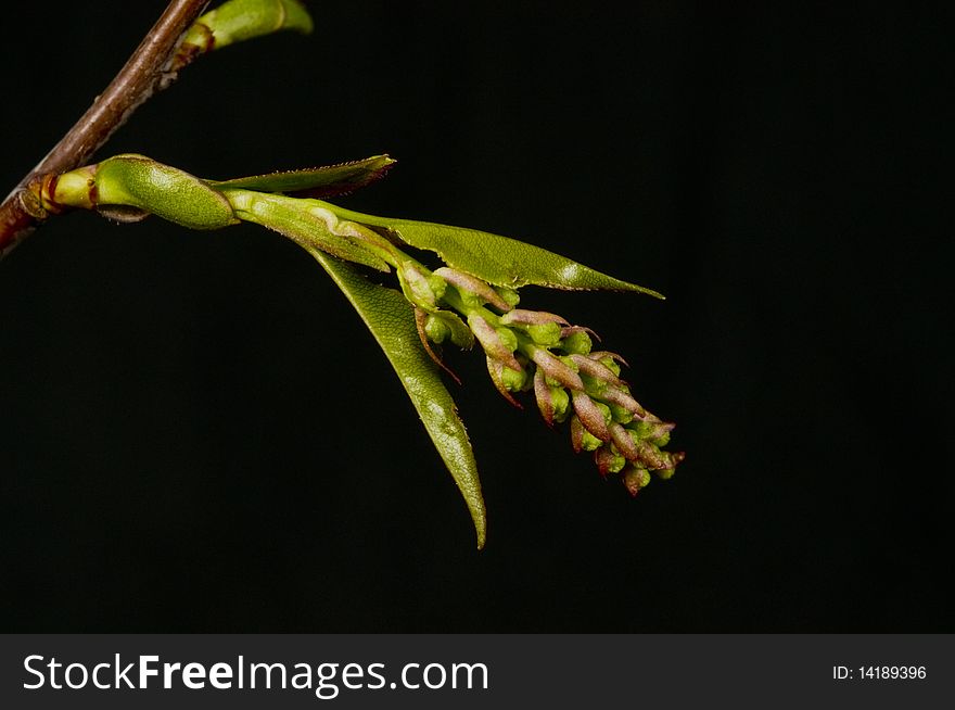 Buds, Fruiting Bodes, And Leaflets Black Cherry