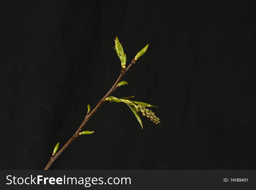 Buds, Fruiting Bodes, And Leaflets Black Cherry