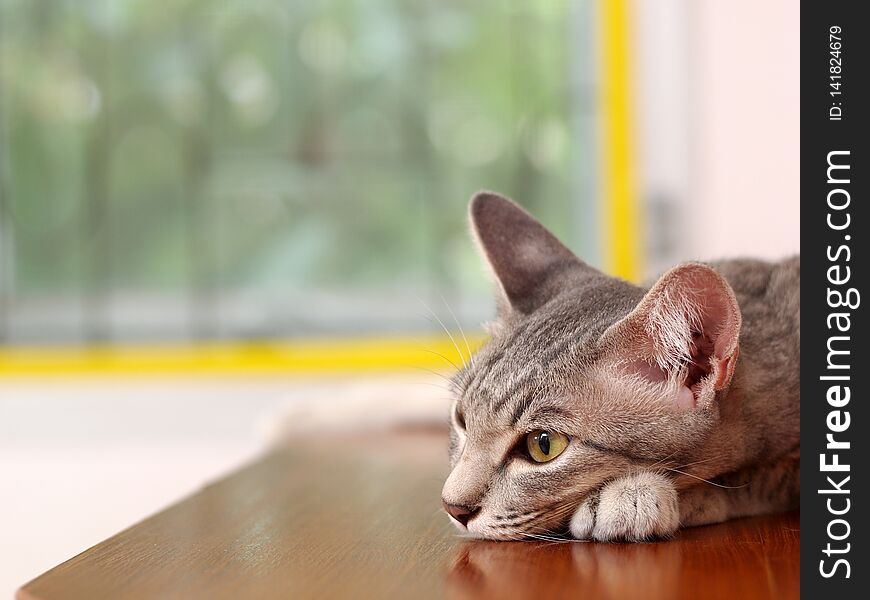 Cute short hair young asian kitten grey and black stripes home cat relaxing lazy on wooden cupboard portrait shot selective focus blur home indoor background