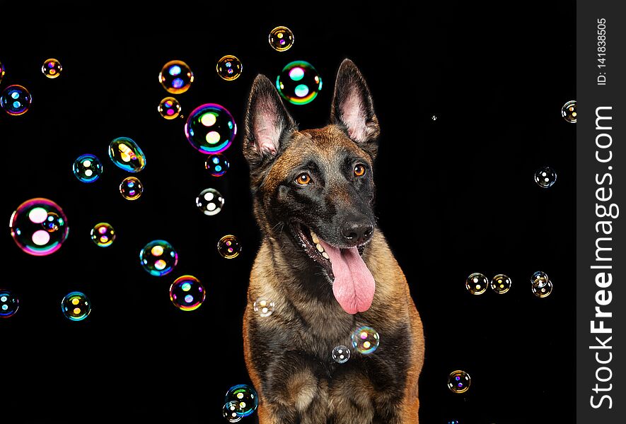 Belgian Shepherd Dog, malinois dog on Black Background