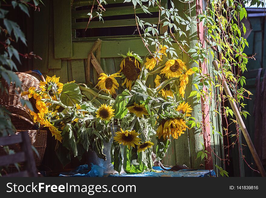 Bouquet Of Sunflowers Near The Hut