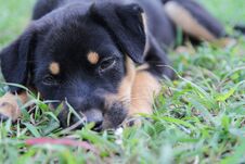 The Beautiful Puppy Black Dog With Sad ,eyes Dog Portrait On Grass. Copy Space For Text Royalty Free Stock Photos