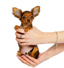 Toy Terrier Dog Puppy On Isolated Black Background Stock Photography