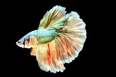 Thai Fighting Fish Is A Beautiful Fish And Thai National Fish. Royalty Free Stock Photos