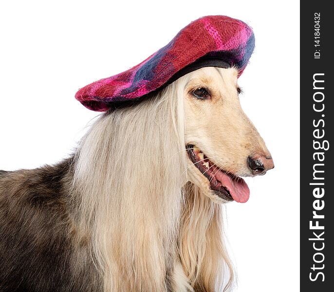 Afghan hound Dog Isolated on Black Background