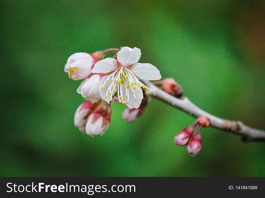 Picture of beautiful mini white flowers newly bloom blossom at spring in japan