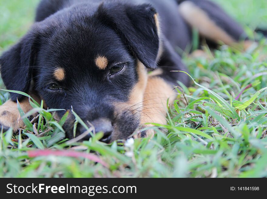 The Beautiful Puppy Black Dog With Sad ,eyes Dog Portrait On Grass. Copy Space For Text