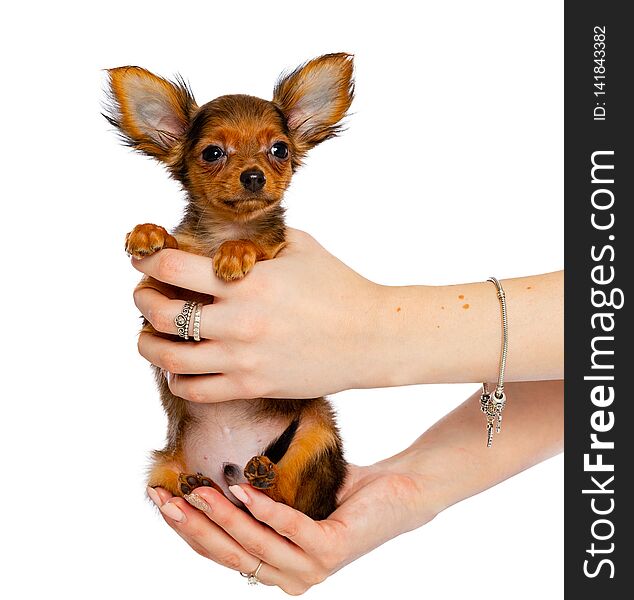 Toy Terrier Dog puppy on Isolated Black Background