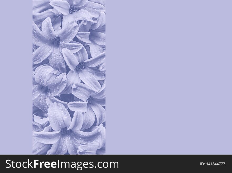 Light purple background with big hyacinth flowers and rain drops close up