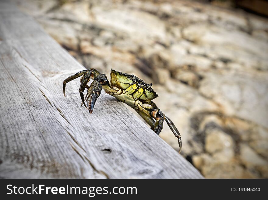 Close-up of a seaweed crab crawling on the dock. Close-up of a seaweed crab crawling on the dock