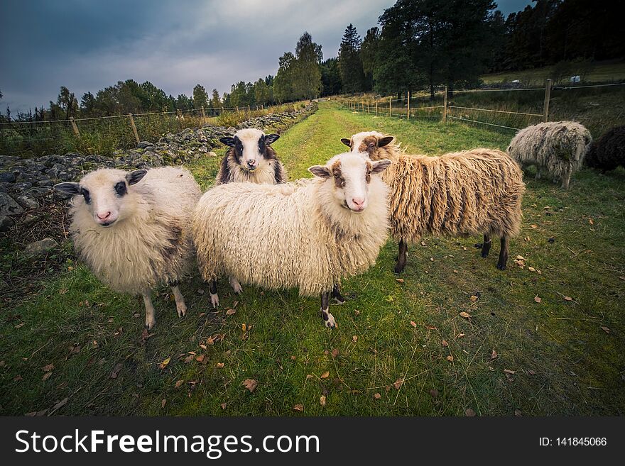 5 Sheep in nature with blue sky. 5 Sheep in nature with blue sky.