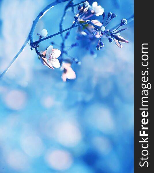 The beginning of flowering cherry tree. Opening wonderful tender first flowers. artistic photo. Selective soft focus.