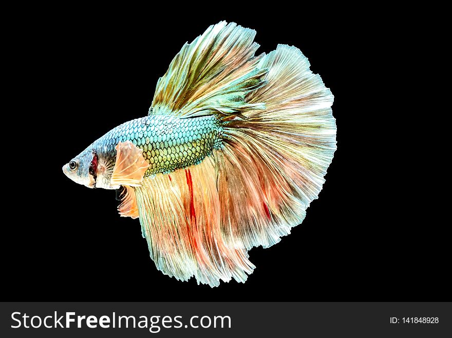 Thai Fighting Fish is a beautiful fish and Thai national fish.