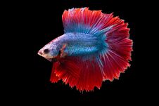 Siam Betta Fish Thailand Royalty Free Stock Image Siam Betta Fish Thailand Royalty Free Stock Image