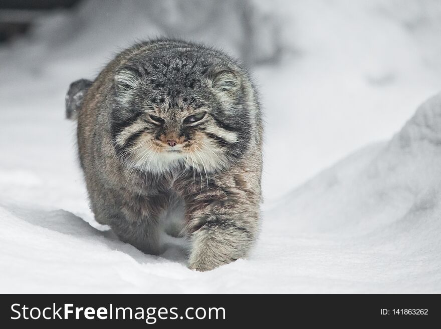 A beautiful but severe fluffy and angry wild cat manul is walking in the snow right at you full face, a white snow background