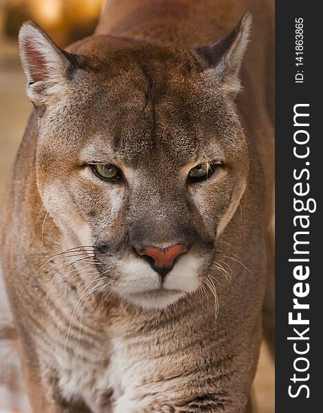 Muzzle Of Cougar Close Up, Orange Yellow Big Cat With Green Eyes