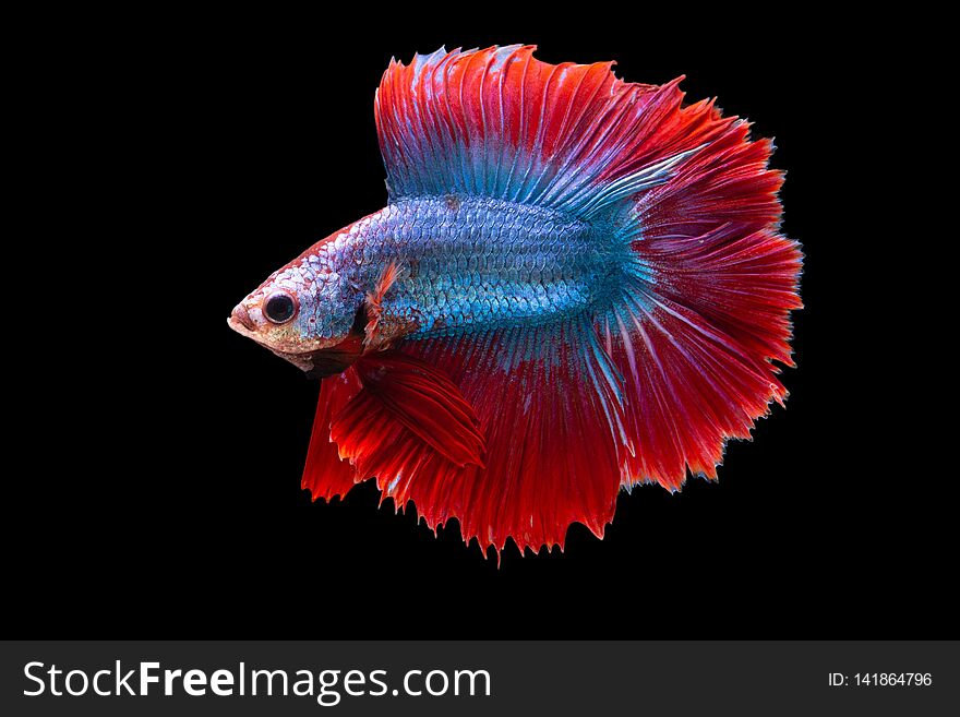 `Halfmoon Betta` capture the moving moment beautiful of siam betta fish in thailand on black background. `Halfmoon Betta` capture the moving moment beautiful of siam betta fish in thailand on black background