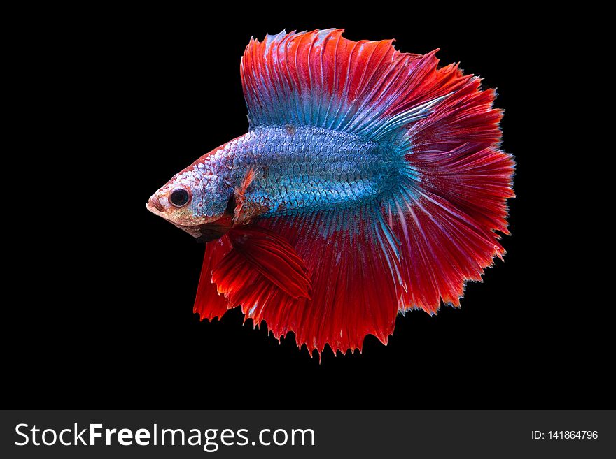 Siam betta fish thailand