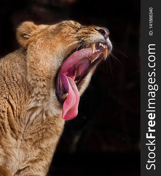 A huge face of a predatory lioness with a wide open red hungry voracious mouth, a lioness growls exposing fangs and a red tongue. Dark background