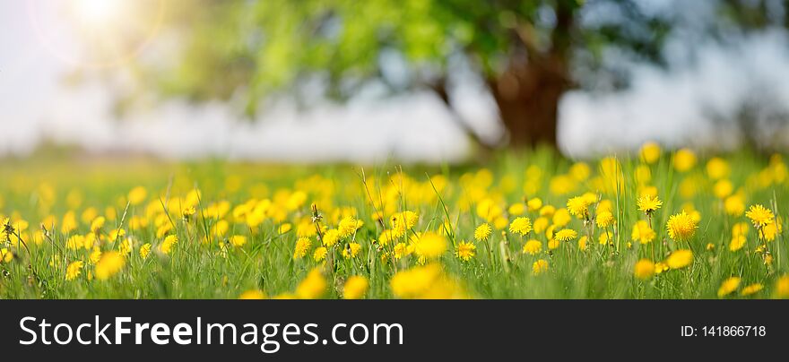 Field with yellow dandelions and blue sky. Field with yellow dandelions and blue sky