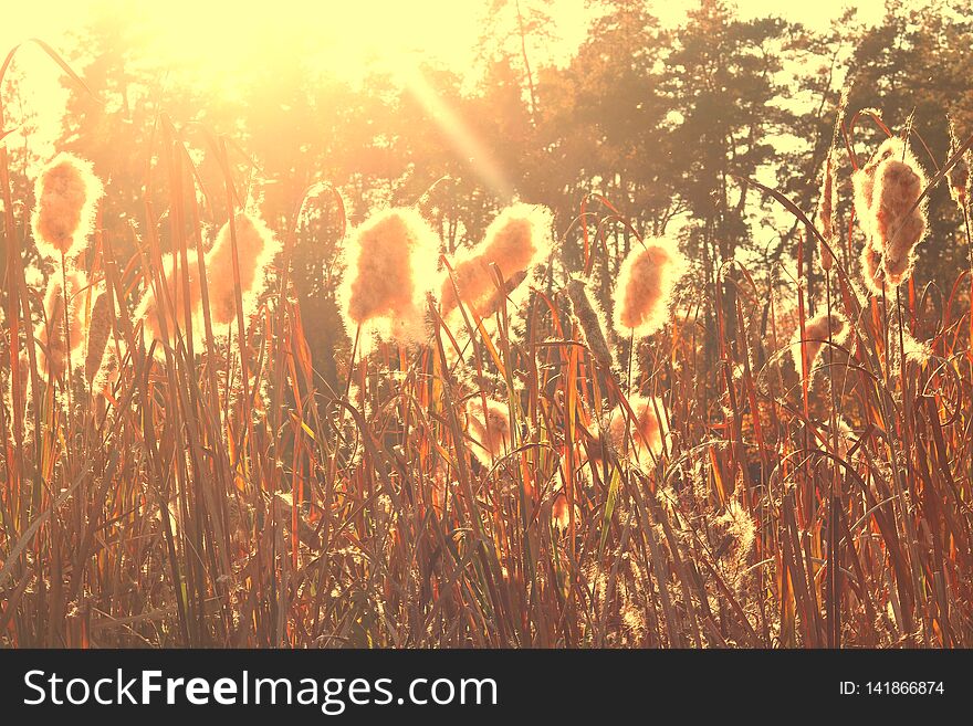 Dry reeds grass at sunset
