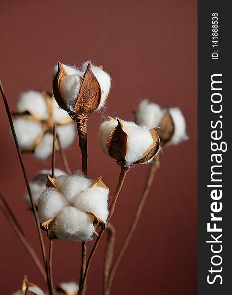 Cotton branches in vase on brown background