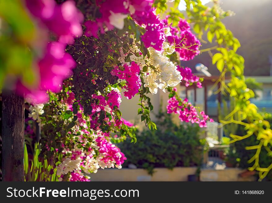 Bougainvillea bushes with pink and white blooming flowers against a blurred background