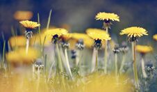Free Yellow Flowers Of Weed Dandelions In The Field Stock Images - 141873344