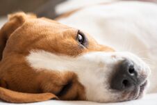 Beagle Dog Tired Lie On Couch And Resting Royalty Free Stock Photography