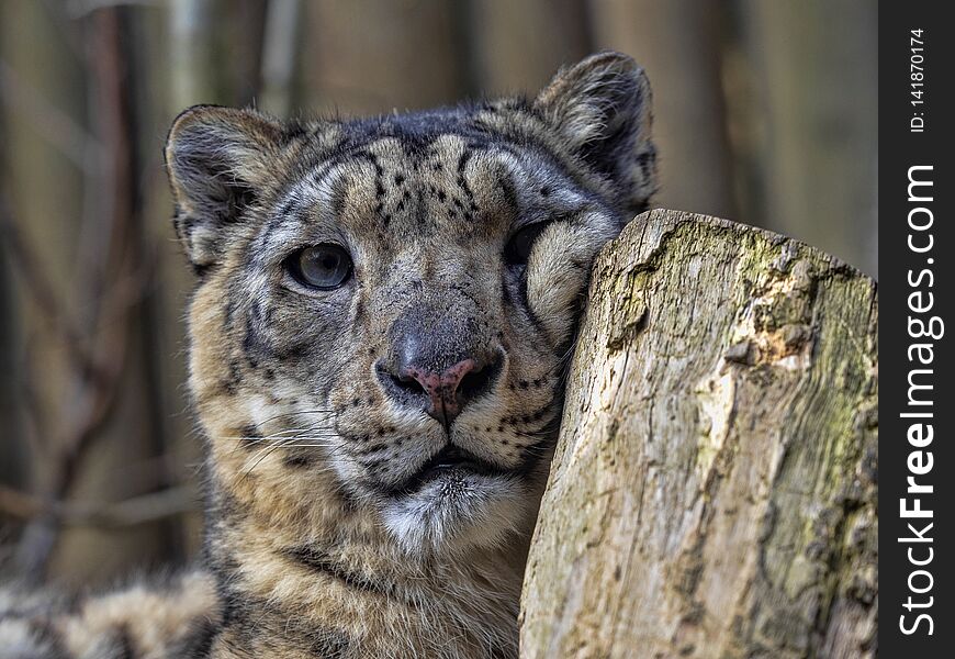 Portrait Of Sitting Female Snow Leopard, Uncia Uncia