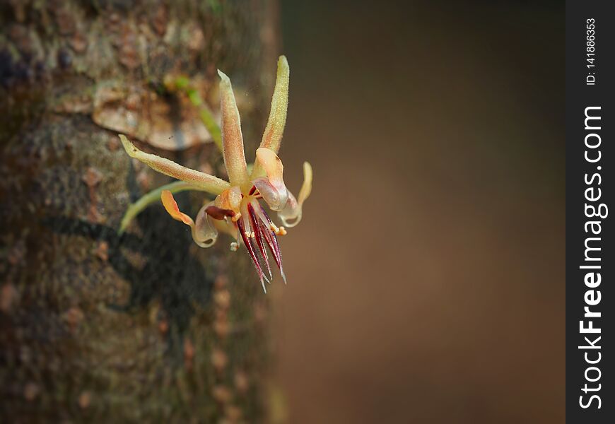 Cacao flower.