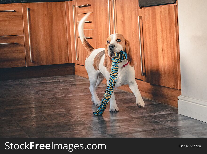 Beagle puppy playing with chew toy