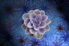 Succulent Stock Images Succulent Stock Images