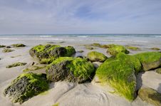 Rocky Beach With Seaweed, Santa Maria, Cuba Royalty Free Stock Photos Rocky Beach With Seaweed, Santa Maria, Cuba Royalty Free Stock Photos