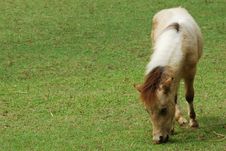 Dwarf Horse Eating Grass Stock Photography