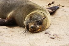 Brown Fur Seal (Arctocephalus Pusillus) Royalty Free Stock Photos Brown Fur Seal (Arctocephalus Pusillus) Royalty Free Stock Photos