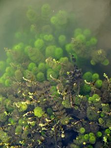 Under Water Plant Royalty Free Stock Image Under Water Plant Royalty Free Stock Image