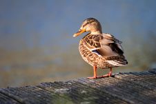 Wild Duck Royalty Free Stock Photos Wild Duck Royalty Free Stock Photos