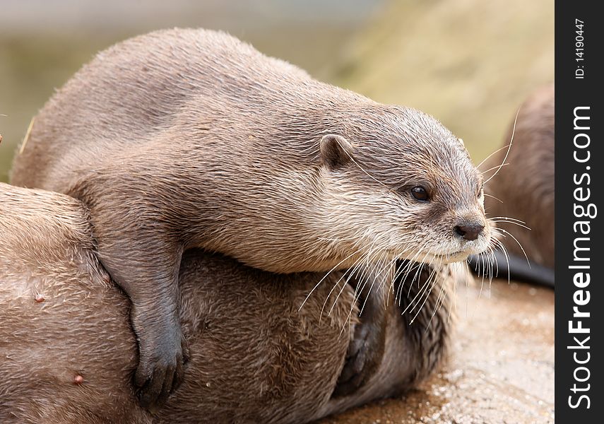 A playful young Otter with his mum