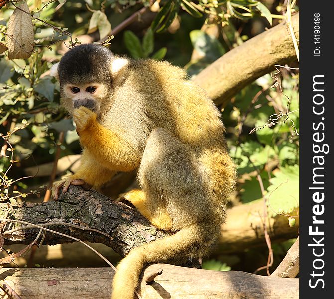 A young female Squirrel Monkey searching for food