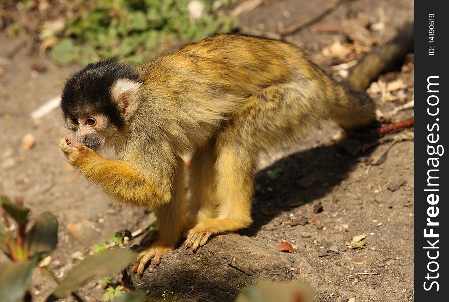 A young female Squirrel Monkey searching for food